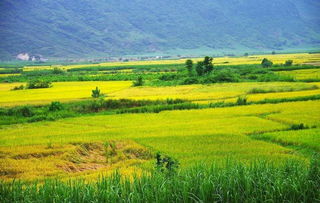 禾下乘涼夢(mèng)，倉廩實(shí)而知榮光 14億中國人的糧食安全密碼